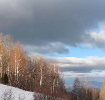 a group of trees on top of a snow covered hill at Apartman MPS Kopaonik-Free Spa in Kopaonik