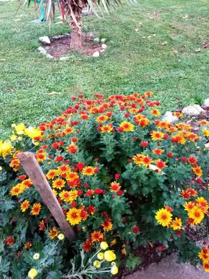 a flower garden with colorful flowers in the grass at Seosko turisticko domacinstvo Milanovic in Žuč