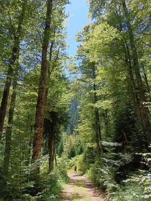 a person walking down a dirt road through a forest at Planinska kuća Arbinje in Dojkinci