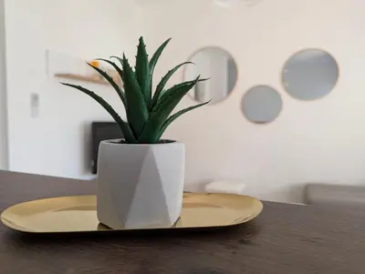 a plant in a vase on a plate on a table at Apartman Karingtonka free parking in Vranje