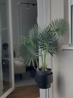 a black planter with a green plant in a room at Zlatkovic Family in Pirot