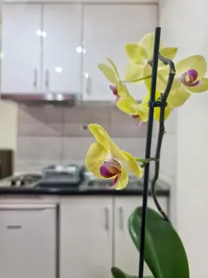 a plant with yellow flowers in a kitchen at Vila Aleksandra 2 studio 4 in Soko Banja