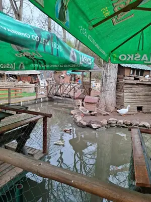 a pond with ducks in it with a green umbrella at Viking apartaments in Niš