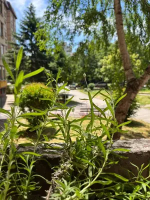 a bunch of green plants in a park at Open Space in Niš