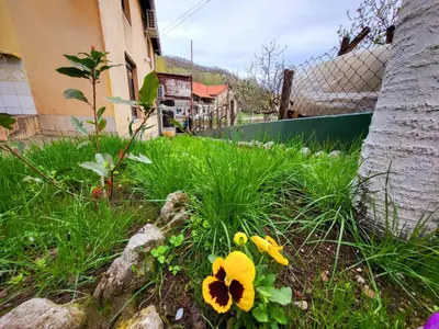 a group of flowers in the grass next to a building at Smestaj Bojanine Vode in Niš