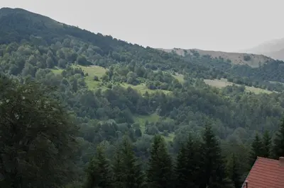 a view of a forested hill with trees at Apartment 204 in Kopaonik