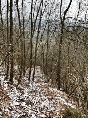a snow covered trail in a wooded area with trees at Borjak vikendica in Kamenica