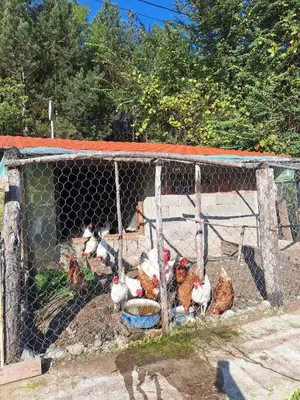 a group of chickens in a fence at Vikendica Borjak in Kraljevo