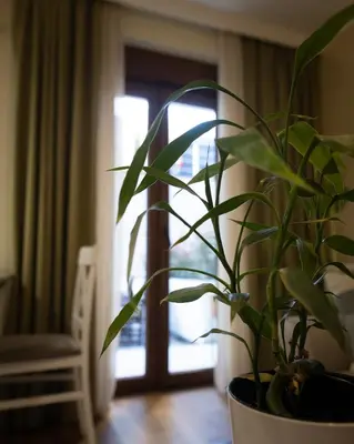 a potted plant sitting on a table in a room at Apartman Korićanac II Vrnjačka Banja in Vrnjačka Banja