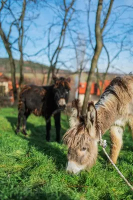 two donkeys grazing in the grass in a field at Etno selo Čubura in Čubura