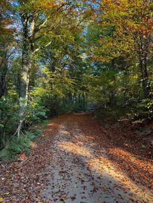 Gallery image of Deep Forest House in Gornji Barbeš