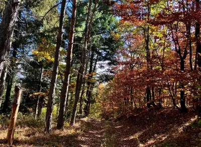 Gallery image of Deep Forest House in Gornji Barbeš