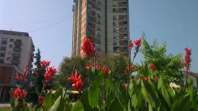a group of red flowers in front of a tall building at Hotel Konaciste Trstenik in Trstenik