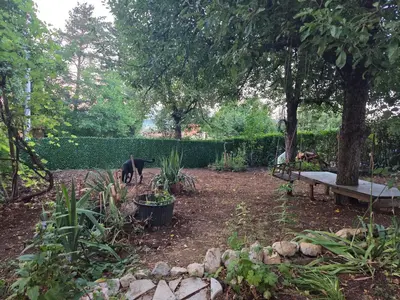 a black cat walking in a garden with a bench at Studio Sanader in Soko Banja