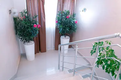 three potted plants in white pots on a staircase at Hotel Zeleni Vir in Niš