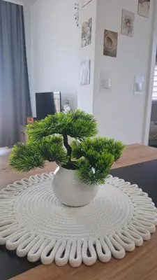 a green plant in a white vase on a table at Apartman Srećko Lux in Vrnjačka Banja