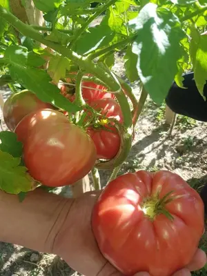 a person holding a bunch of tomatoes on a plant at Travel Rest in Bujanovac