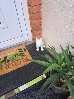 a white cat sitting outside of a door at Apartman Viktorija in Jošanička Banja
