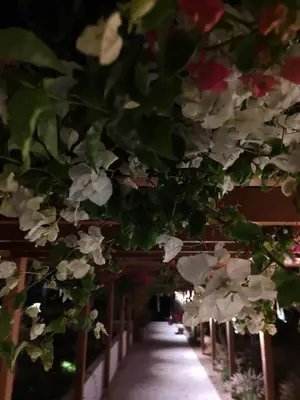 a bunch of flowers hanging over a walkway at Stamenkovic apartman in Vranje