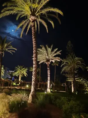 a group of palm trees in a park at night at Stamenkovic apartman in Vranje