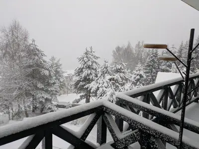 a snow covered yard with trees and trees at Silverpine, Kopaonik in Kopaonik