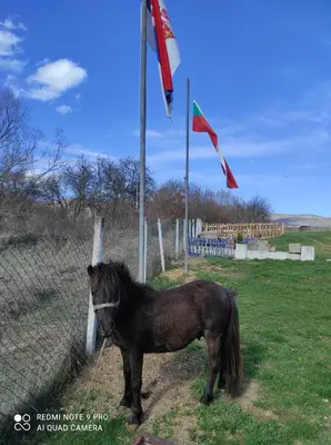 a black horse standing next to a fence with flags at Etno Deša Apartmani in Dimitrovgrad