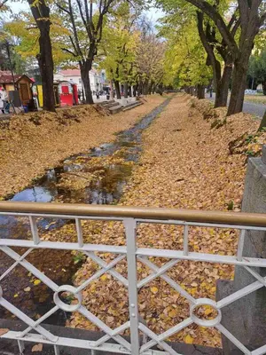 a bunch of leaves on the ground behind a fence at Aurora Lux in Vrnjačka Banja