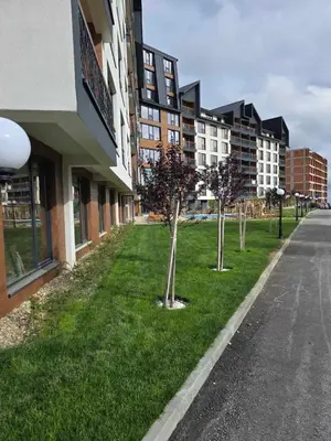 a row of trees in the grass next to a building at Residence Hill A84 in Kopaonik