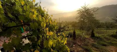a row of trees in a field with the sun in the background at Negovanovic Vikendica in Bukorovac