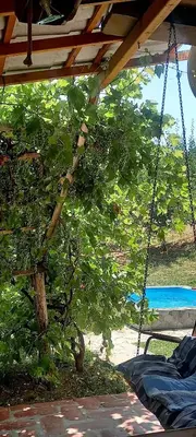 a swing hanging from a tree in a yard at Negovanovic Vikendica in Bukorovac