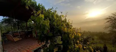 a view of the sun rising behind a bush at Negovanovic Vikendica in Bukorovac