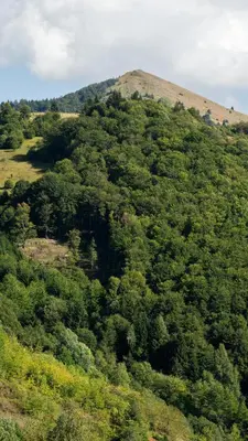 a hill covered in trees with a mountain in the background at Lawa 22 in Kopaonik