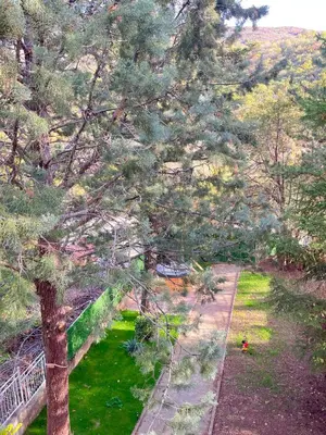 an overhead view of a tree in a yard at Viva Sićevo