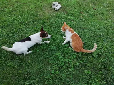 a dog and a cat laying in the grass at Oaza Mira Mozgovo in Mozgovo