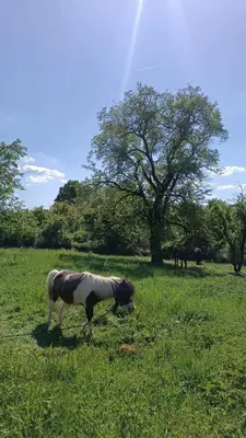 a horse standing in a field of grass at Oaza Mira Mozgovo in Mozgovo