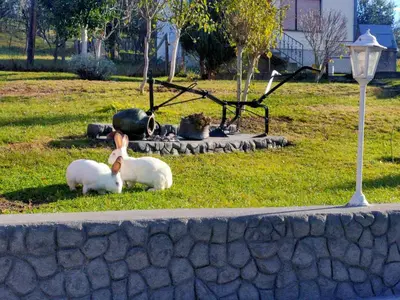 two rabbits sitting in the grass next to a street light at Oaza Mira Mozgovo in Mozgovo