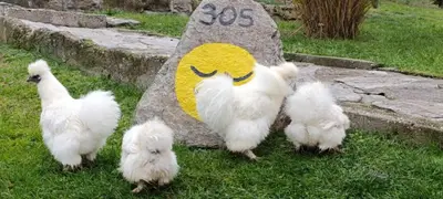 a group of white chickens standing next to a rock at Oaza Mira Mozgovo in Mozgovo
