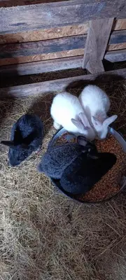 a small white bird laying on a plate with two black hats at Oaza Mira Mozgovo in Mozgovo
