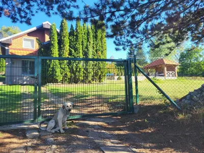 a dog sitting in front of a gate at Vila Dolina Mira pored Jerme in Gradište