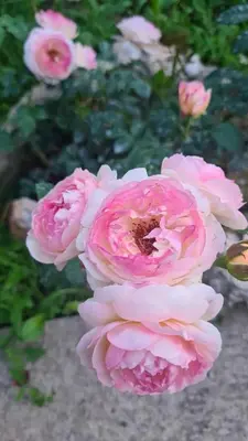 a close up of pink roses in a garden at Vila Nina - gde duša diše in Niška Banja
