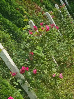 a bunch of pink flowers in a garden at Vila Nina - gde duša diše in Niška Banja