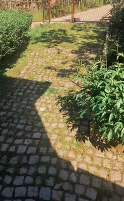 a shadow of a tree on a brick path at Apartman Poirot in Kuršumlija