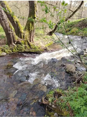 a stream of water with rocks and trees at Šumarac