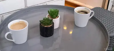 four cups of coffee on a table with a cactus at Apartman Vidačić in Pirot