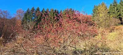 a group of trees with red leaves at Koliba boema in Despotovac