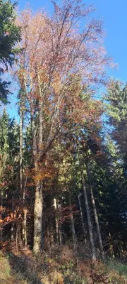 a group of trees with autumn leaves on them at Koliba boema in Despotovac