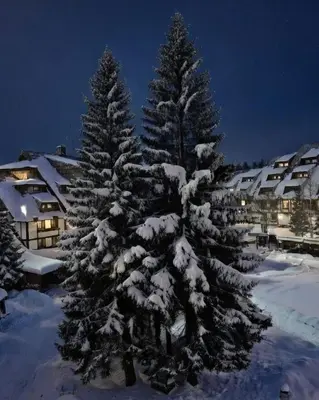 two christmas trees covered in snow at night at Celestis Apartmani Konaci in Kopaonik
