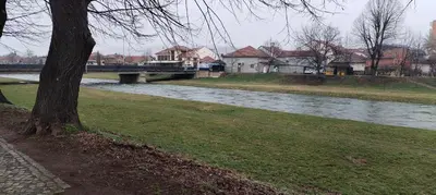 a tree sitting next to a river with a bridge at 369 Vila in Pirot