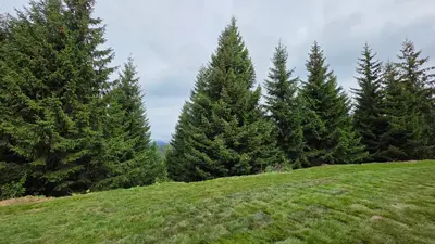 a group of trees on top of a hill at The Pine Loft by Kopaonik in Kopaonik