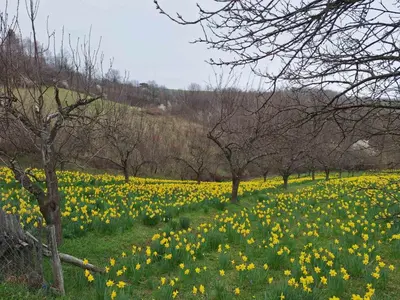 a field of yellow daffodils in a field at Domaćinstvo Drenak - Bešnjaja in Kragujevac